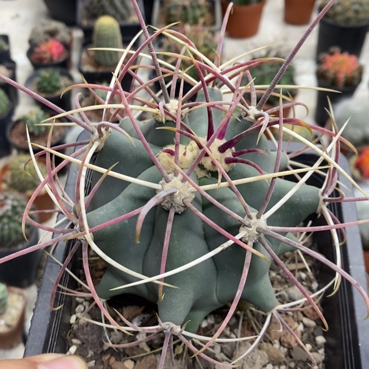 实生江守玉特价福利