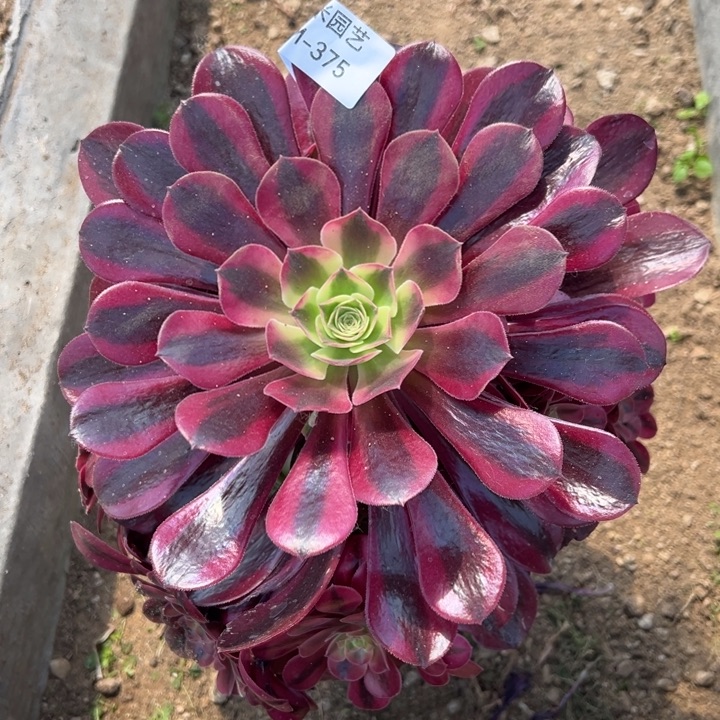 梅杜莎大手捧多肉植物375