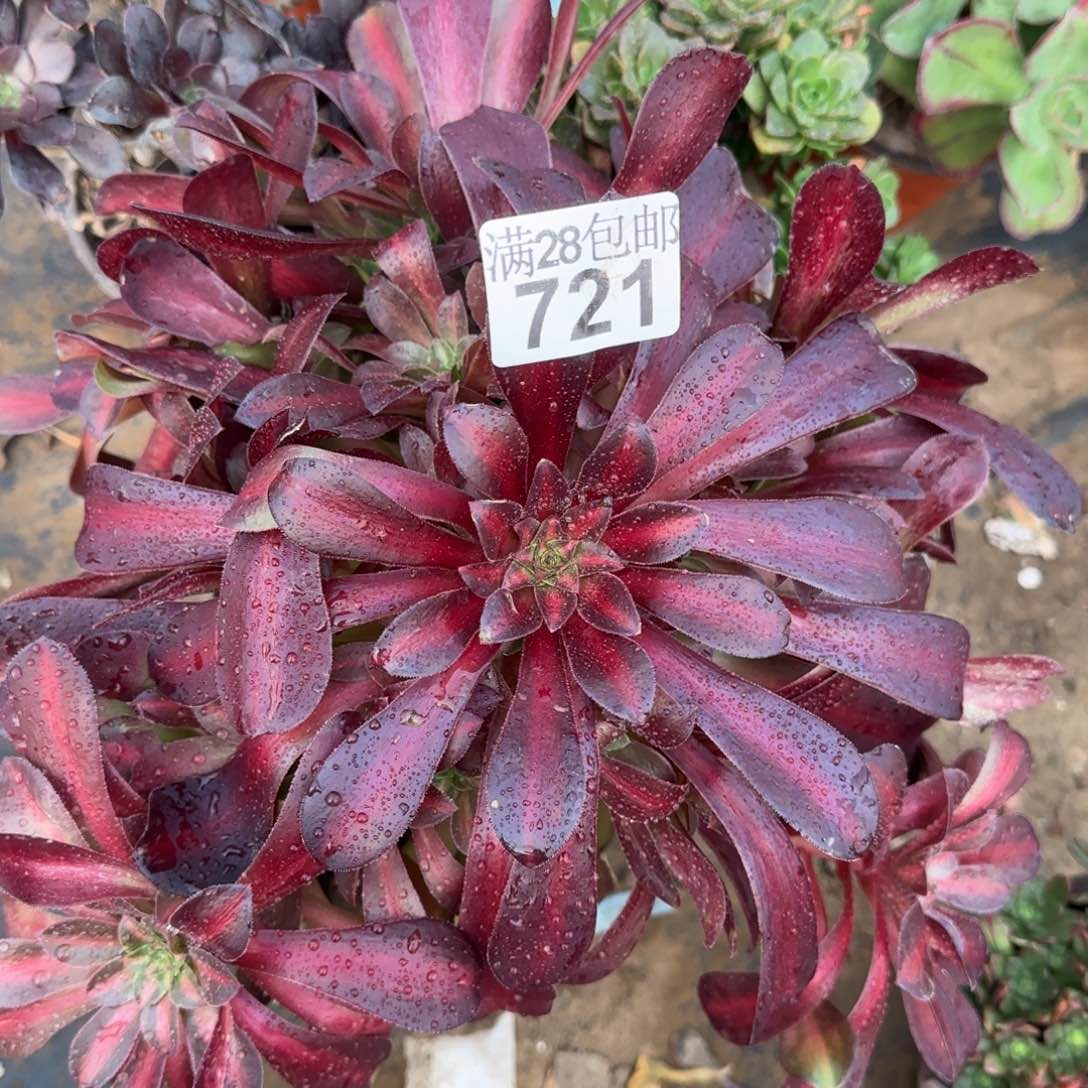 花纳多肉721满28包邮断枝不包