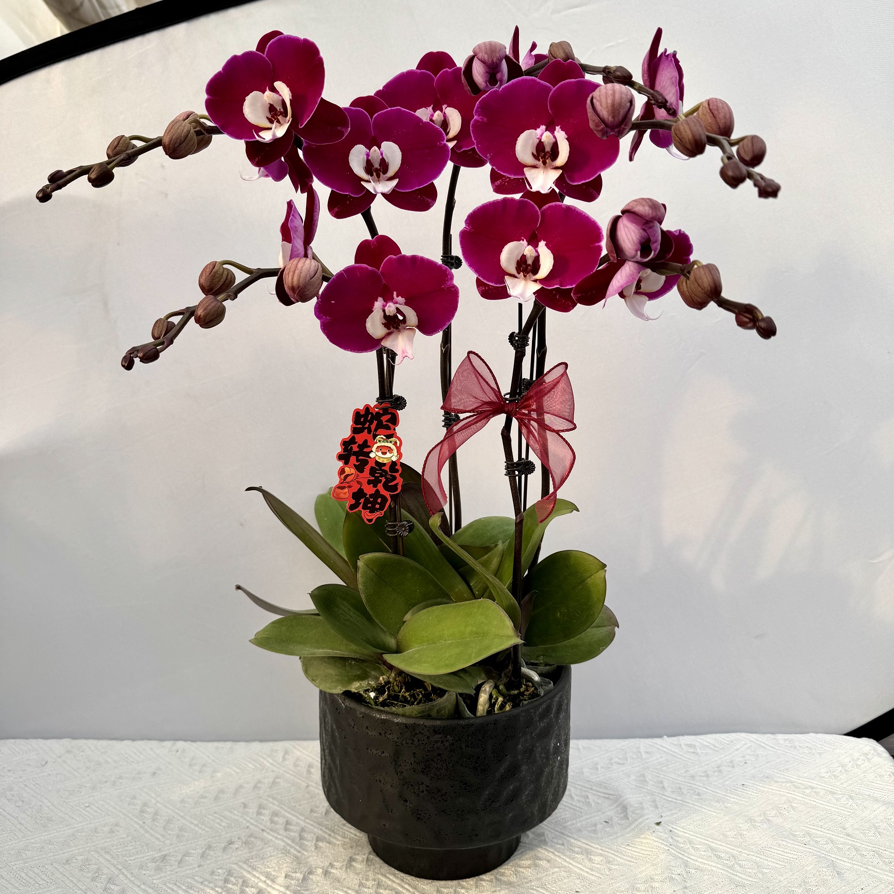 蝴蝶兰【米歇尔】稀有色系植株室内礼品花高端绿植花卉小众品种5