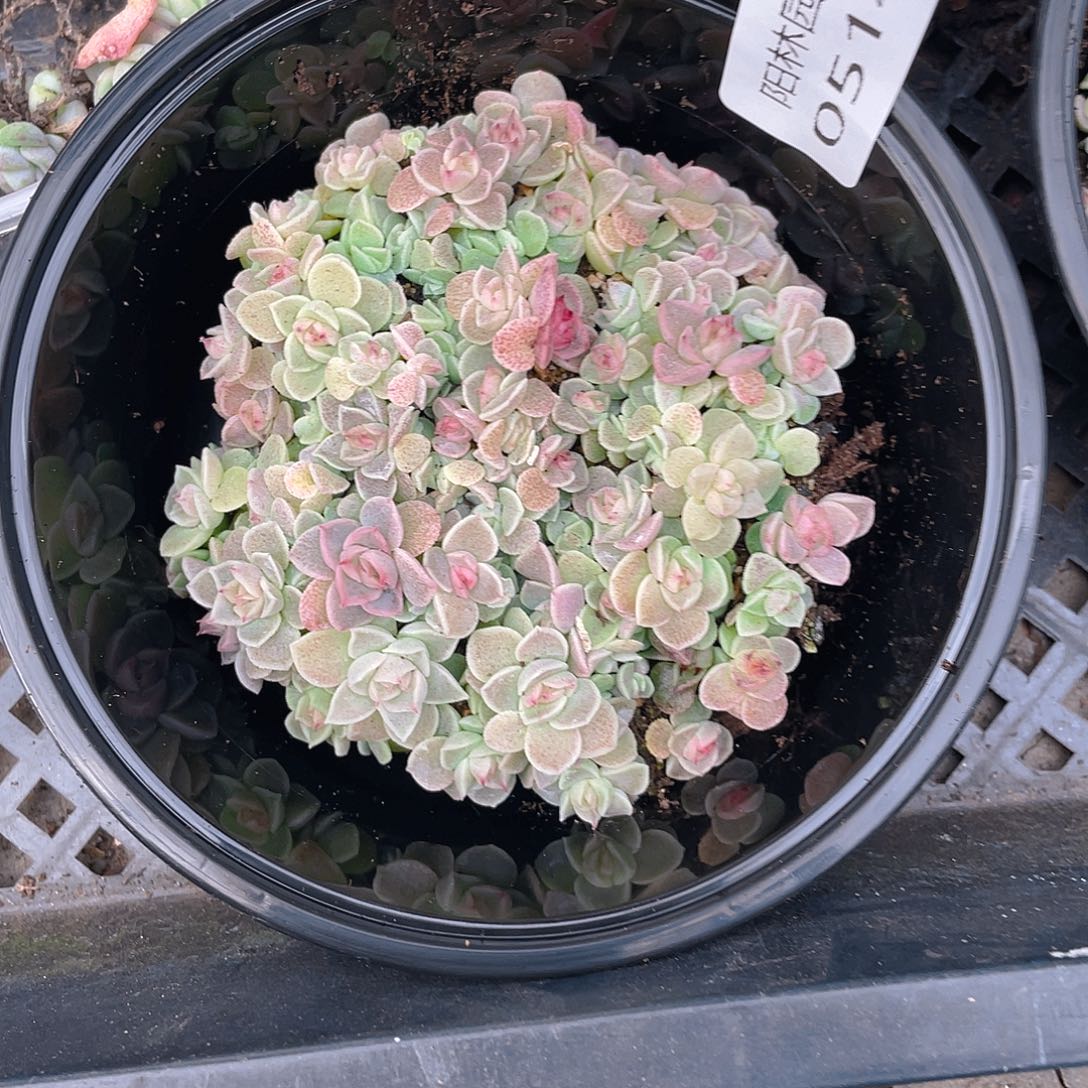 多肉植物多肉植物514