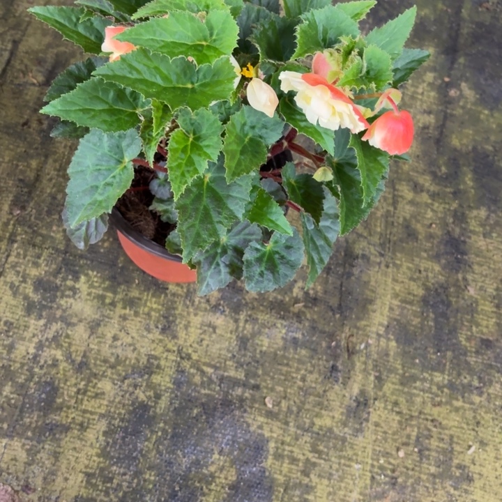 大部分花苞少量开放180育苗盆浓香白桃只包到手不包养护