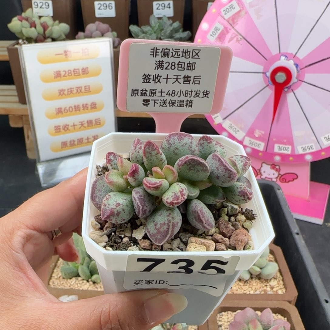 735艾薇多肉的植物