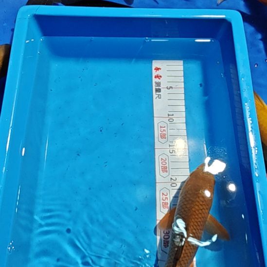 锦鲤不包邮邮费到付