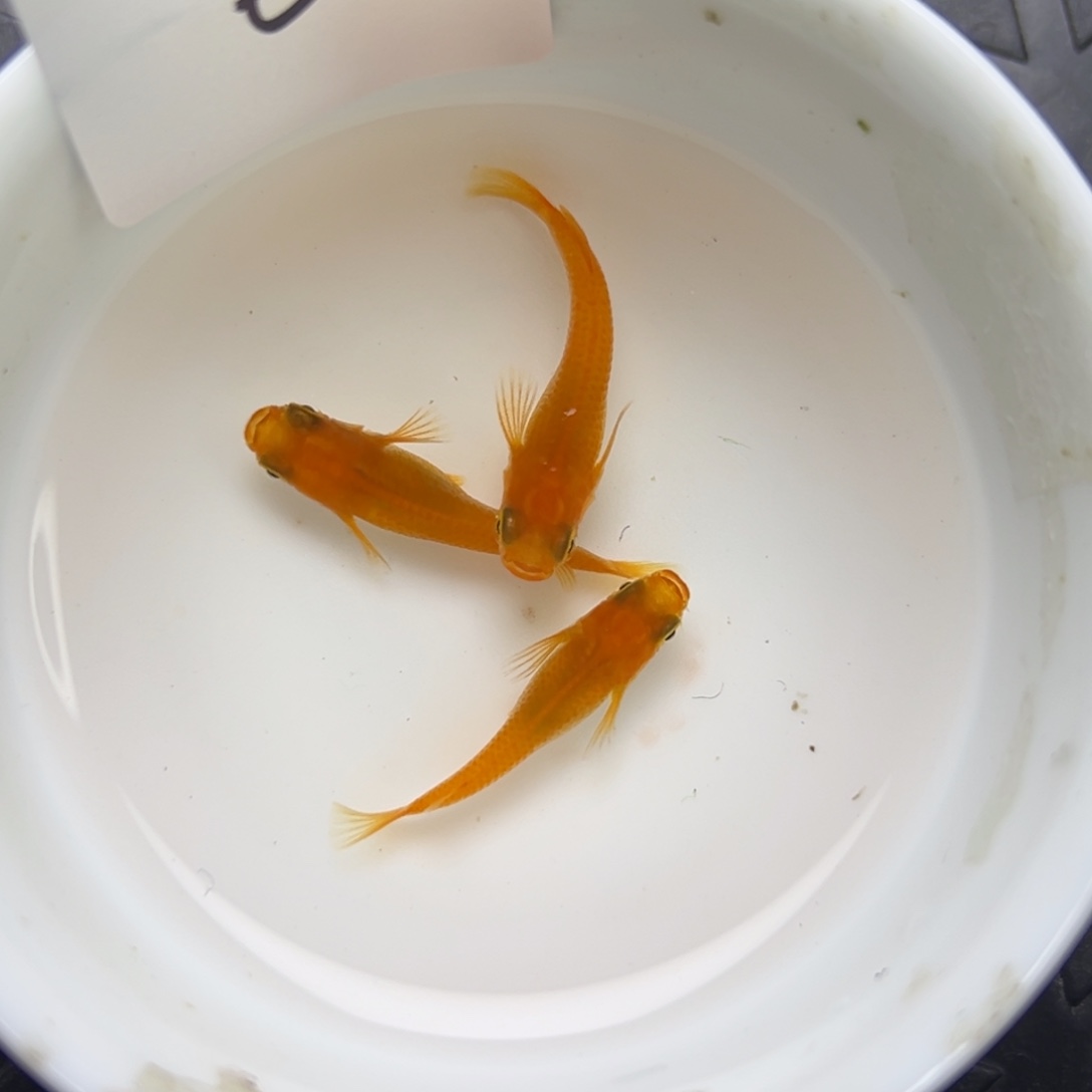 海水鱼6。          