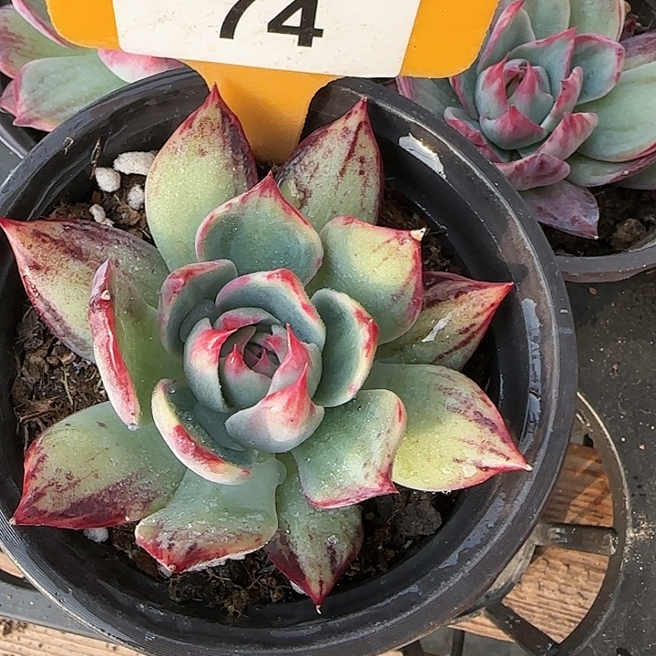 74 惊鸿仙子多肉植物6-9cm