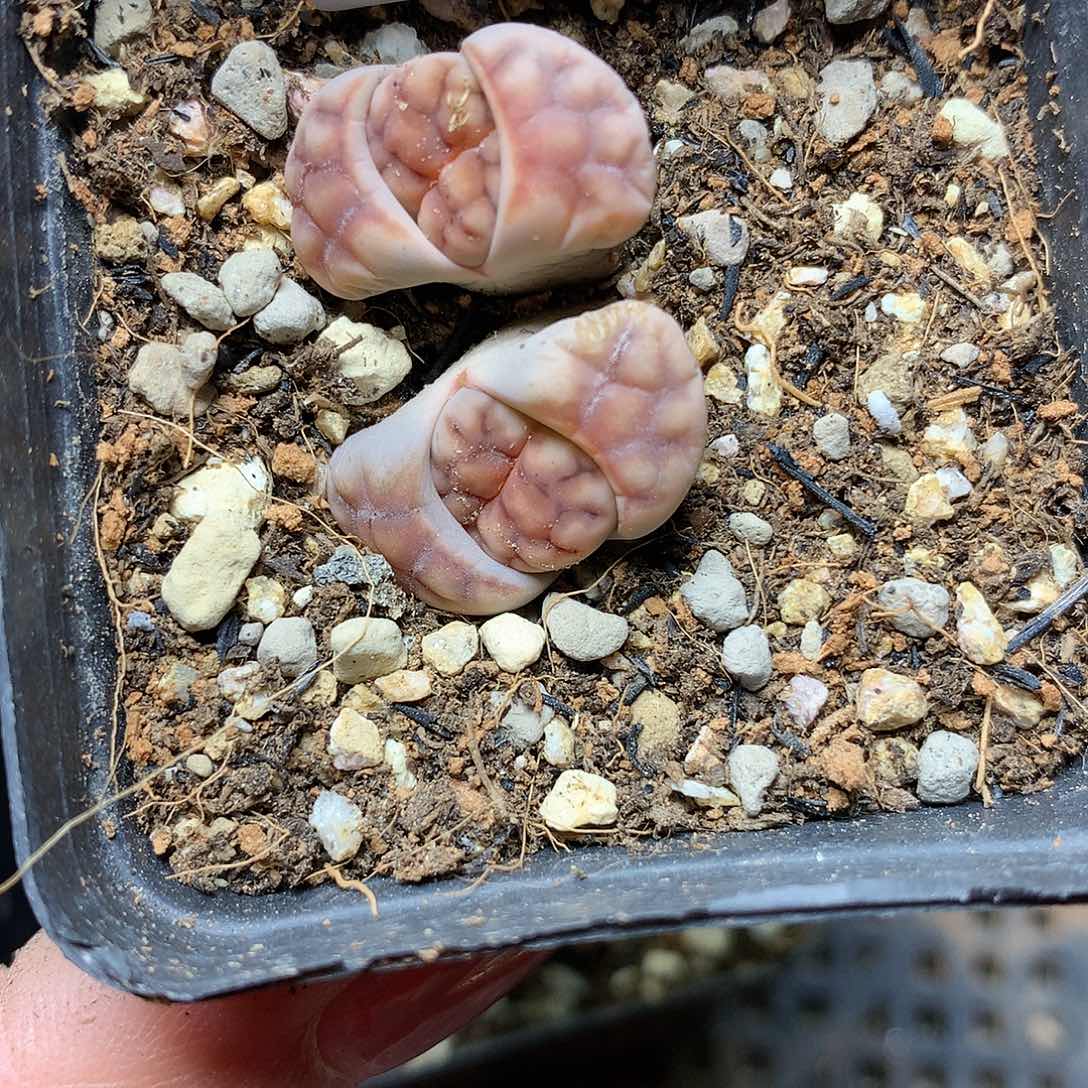 C724多肉植物保护研究所