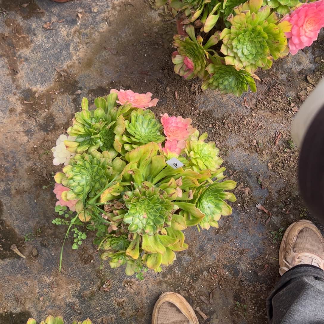 10知否多肉嘻嘻嘻嘻了