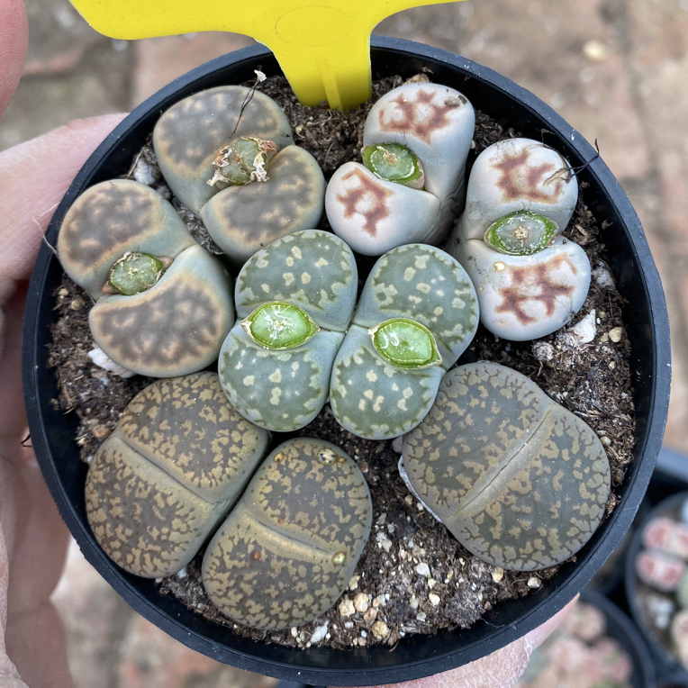 493生石花母本日轮绿福来红窗一物一拍8.5cm的盆