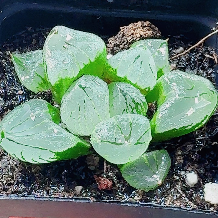 无花朵十二卷 虞美人福利