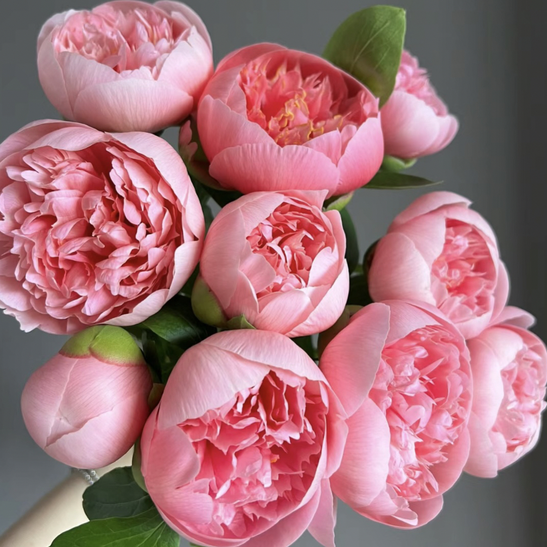 【一物一拍】芍药根