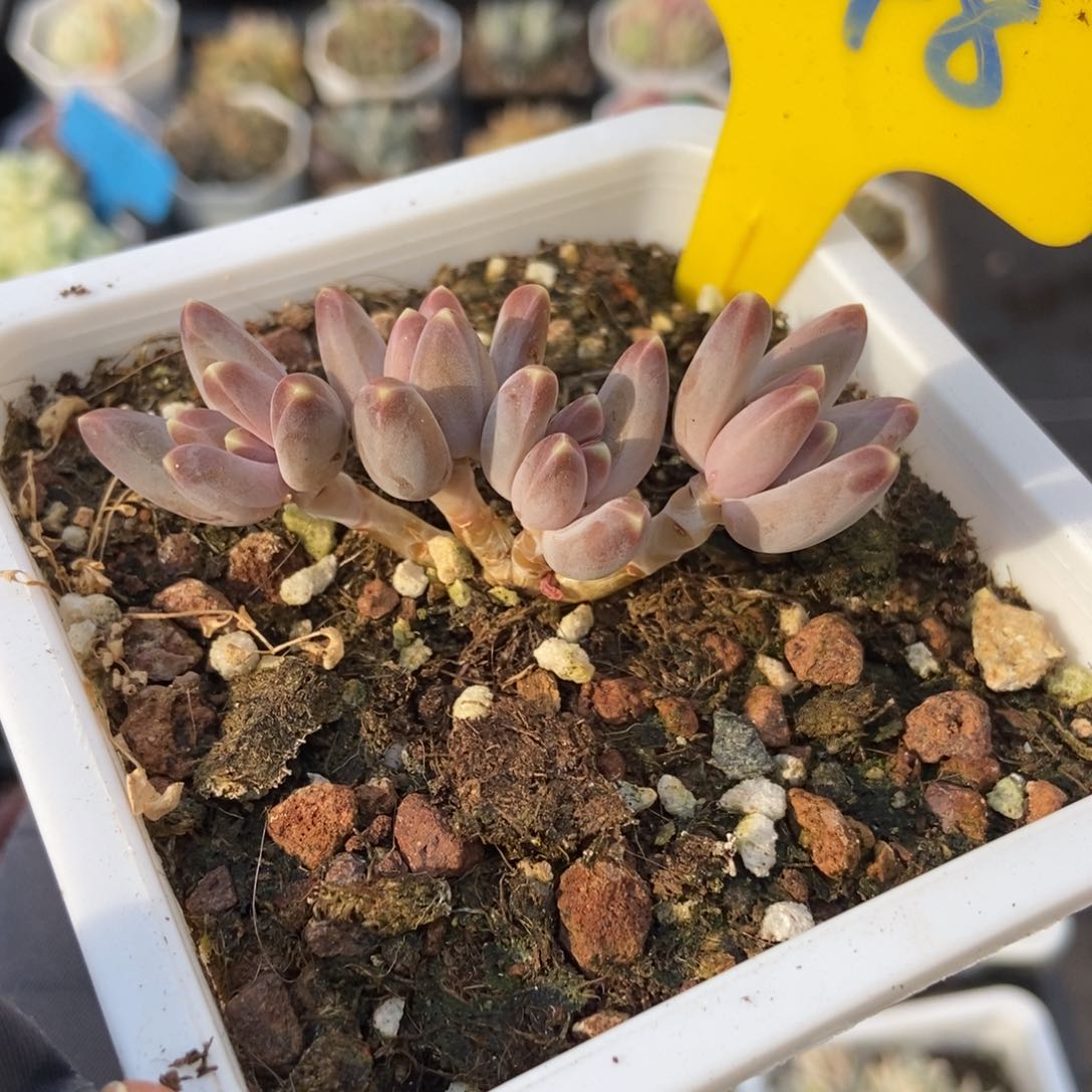 848牧斯美人多肉植物保护