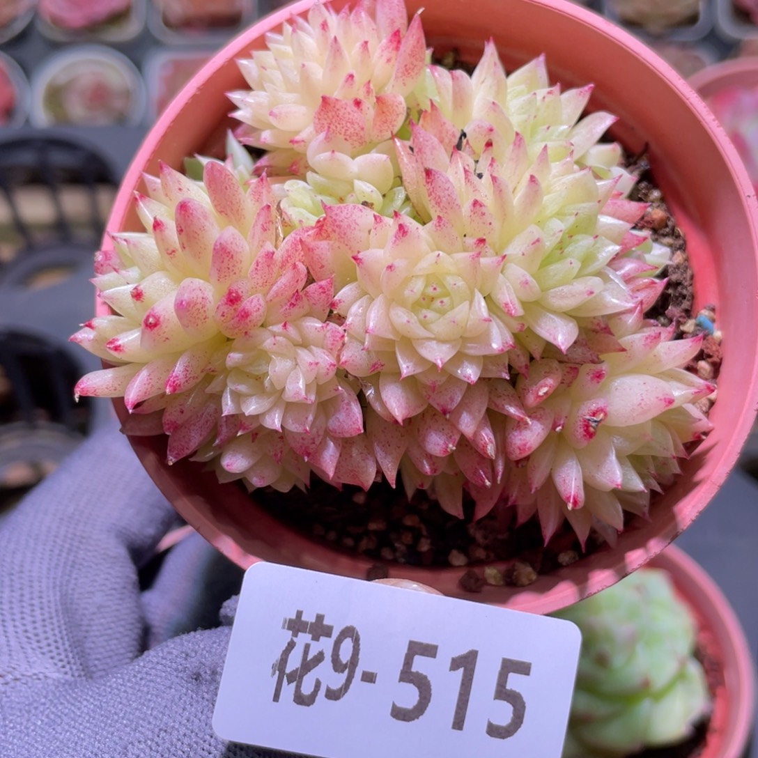 花利美9-515麦秆群