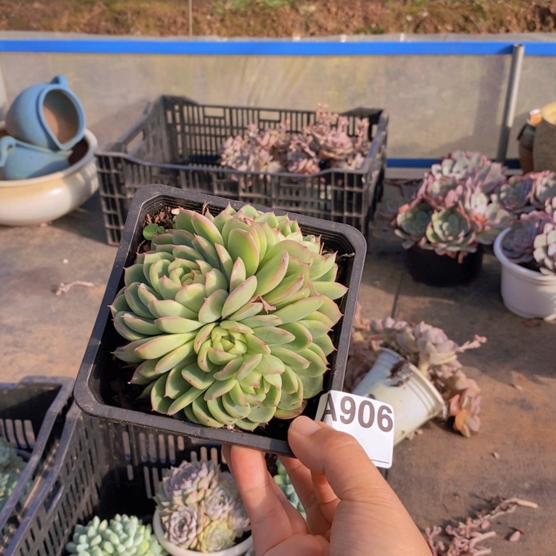 906伊利斯一物一拍