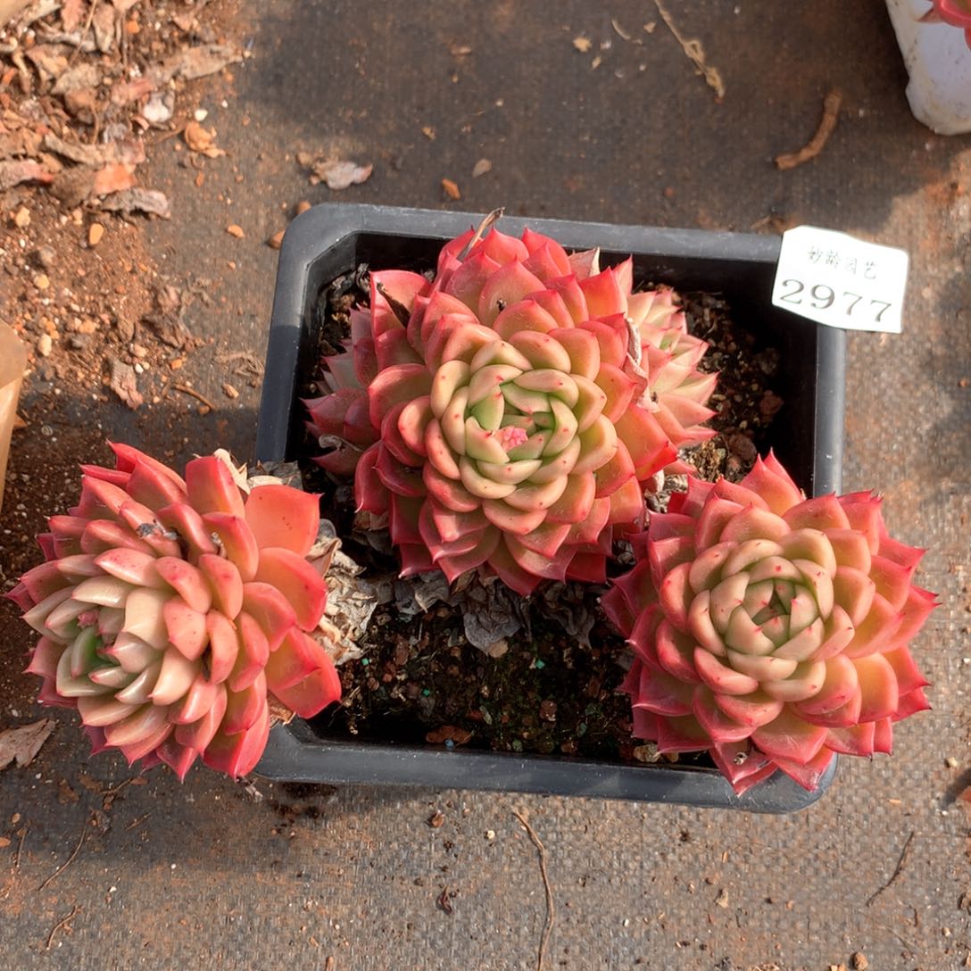 2977不包掉头特价