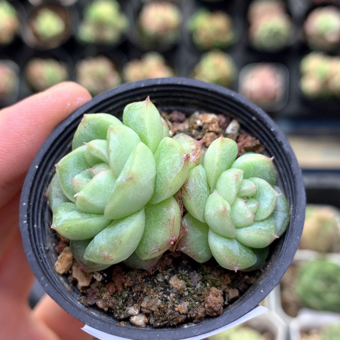 A45秃子绿透珍妮Q42