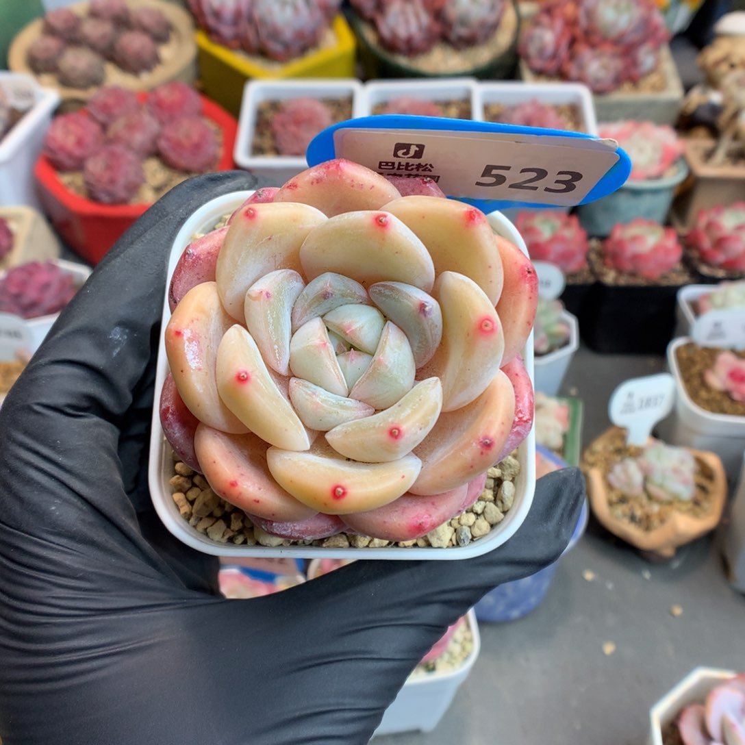 其****酱523 糖心b06多肉