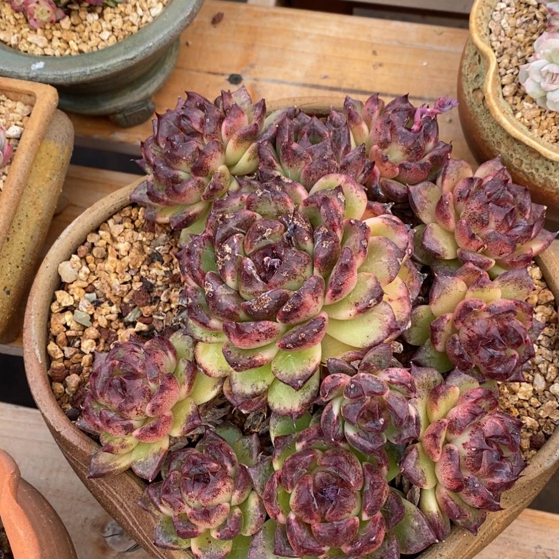 精晶多肉一物一拍不包整57