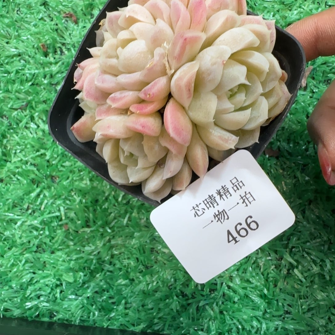 闪购精品多肉466号