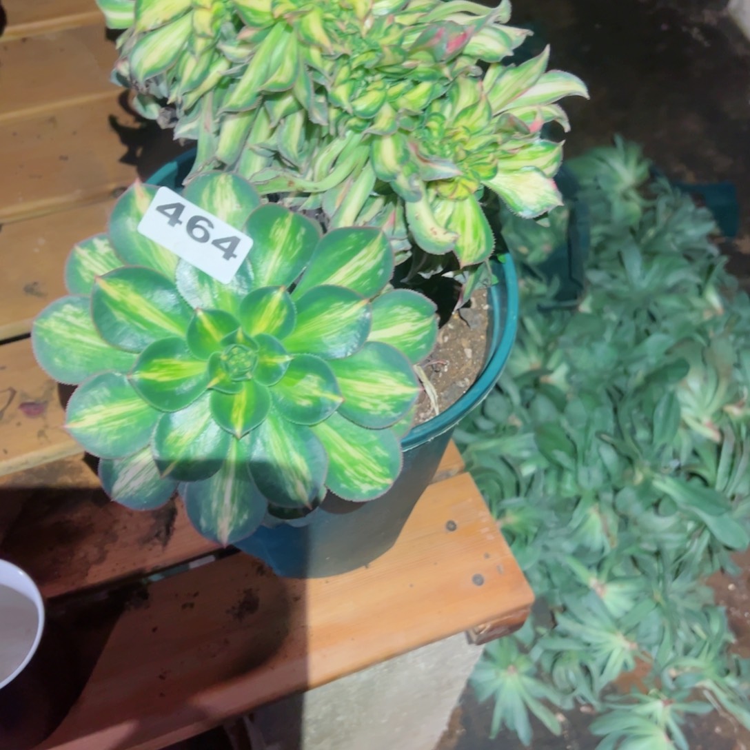 464 号多肉植物法师新年福利