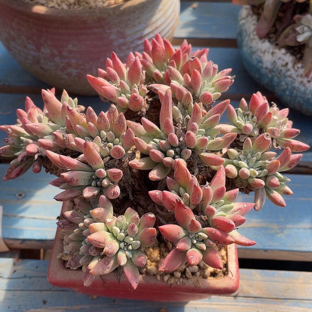 法瑞拇指三代杂交kanz