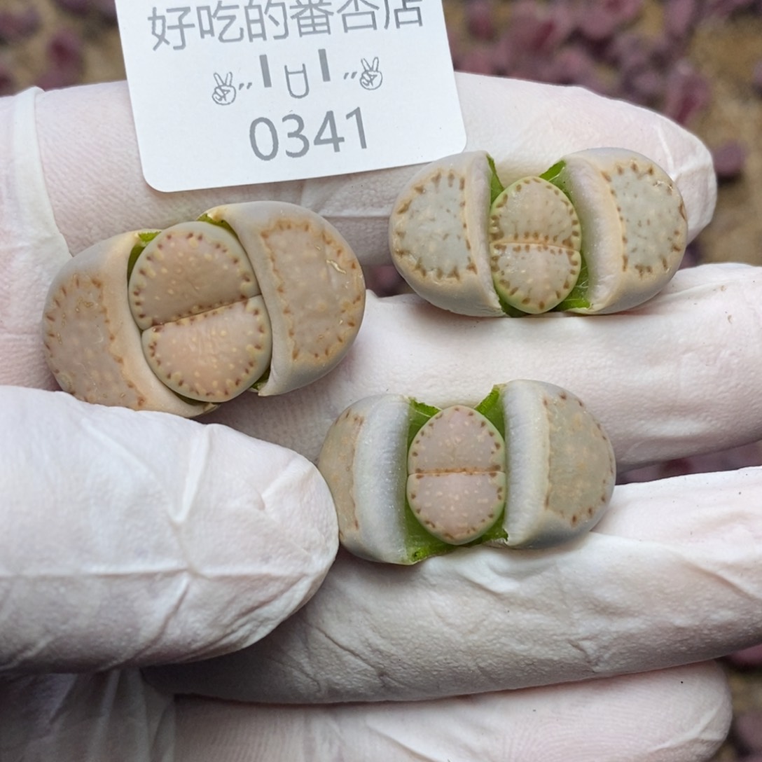 0341。零下拍保温。