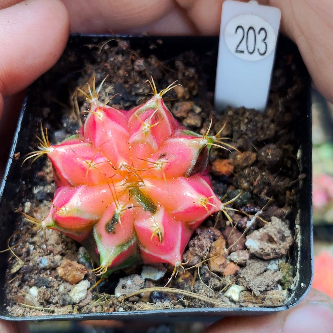 非偏远地区满25包邮仙人球