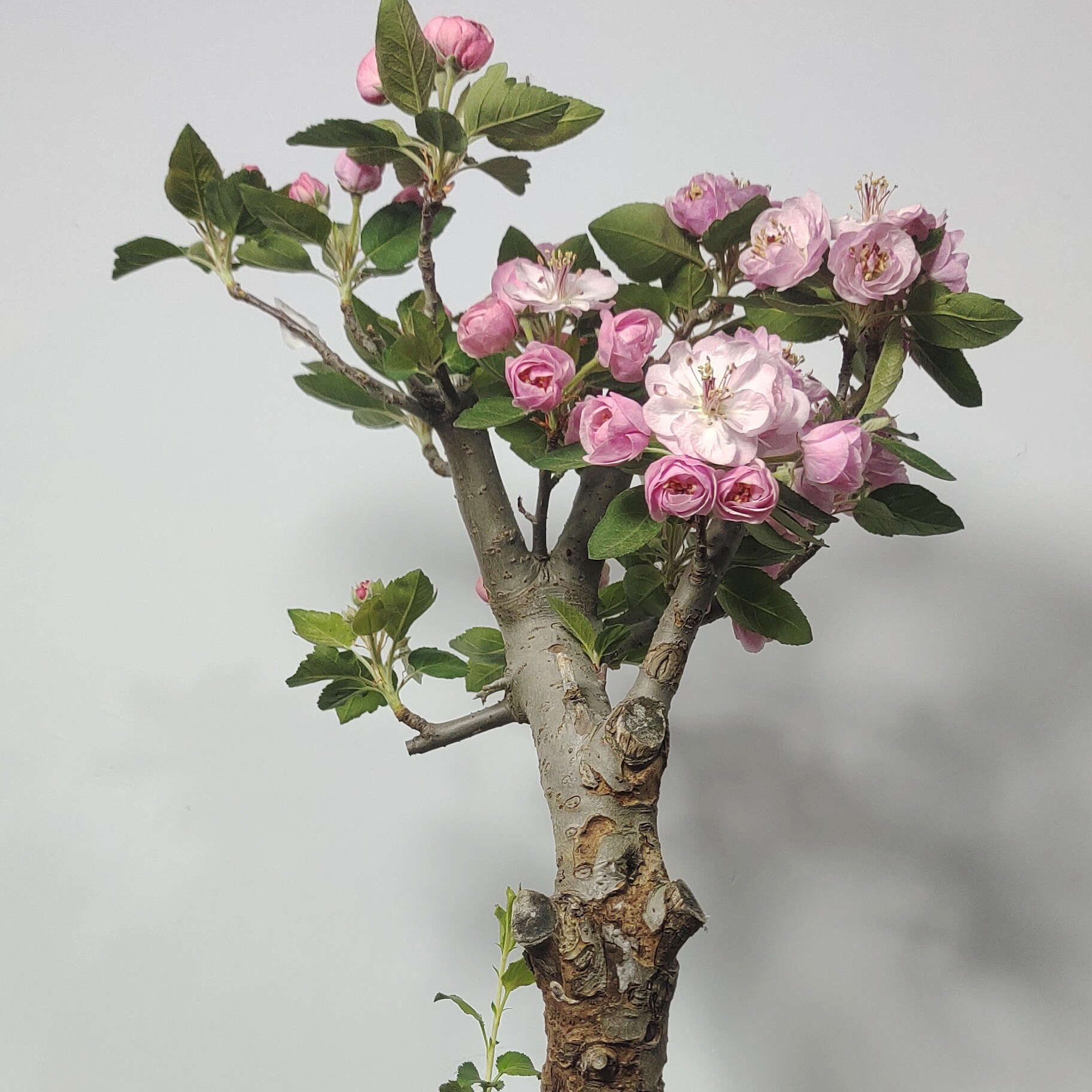 白兰地海棠盆景开花结果耐寒耐旱南北方种植花卉绿植盆栽海棠花