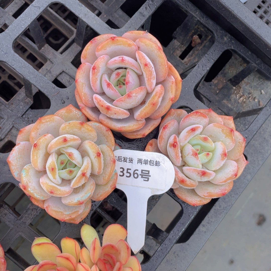 356号宽叶老桩全状态粉奶茶单头一个