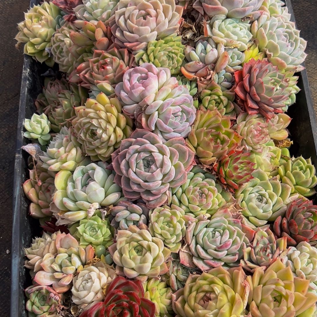 568大热天的一天从早上