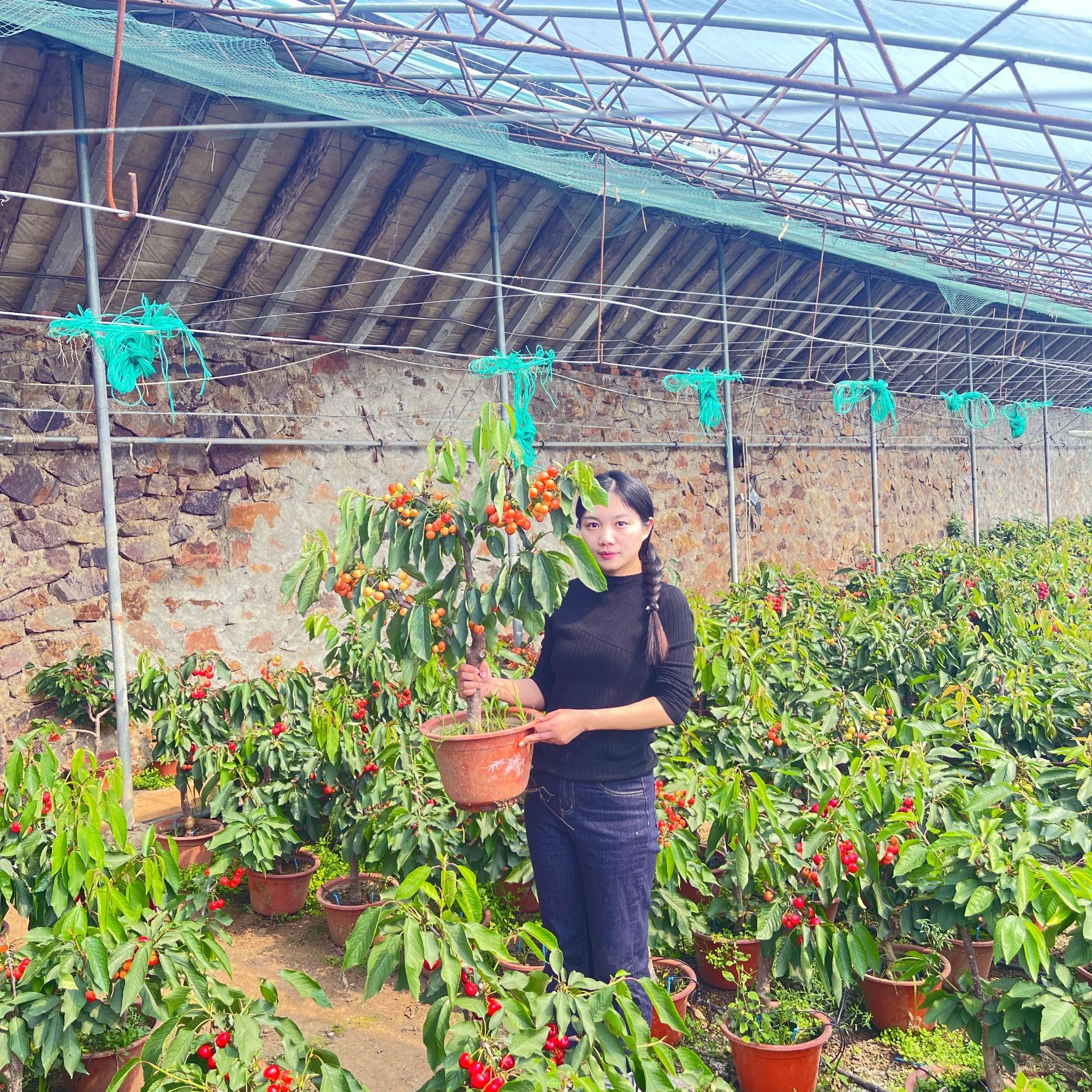 黑珍珠樱花园植物盆栽DL