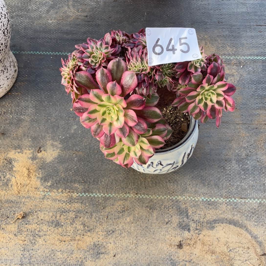 645倾城缀        多肉        