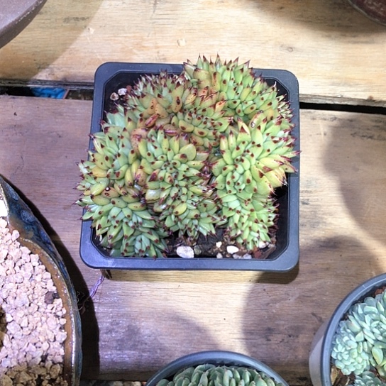 东云缀化多肉植物