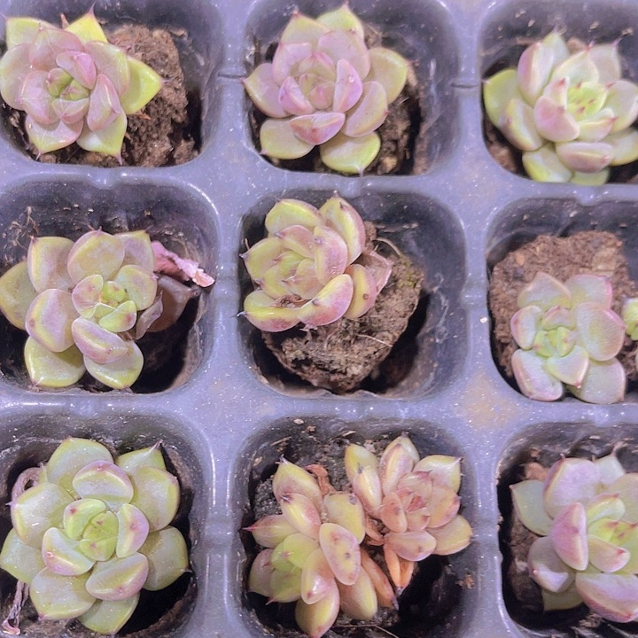 精品一单三颗神迪多肉植物