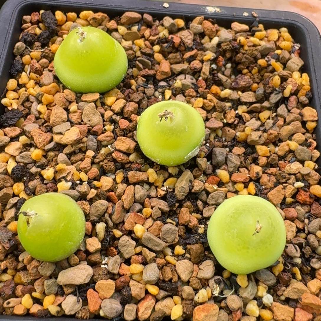 【***场云缦精品番杏28.9