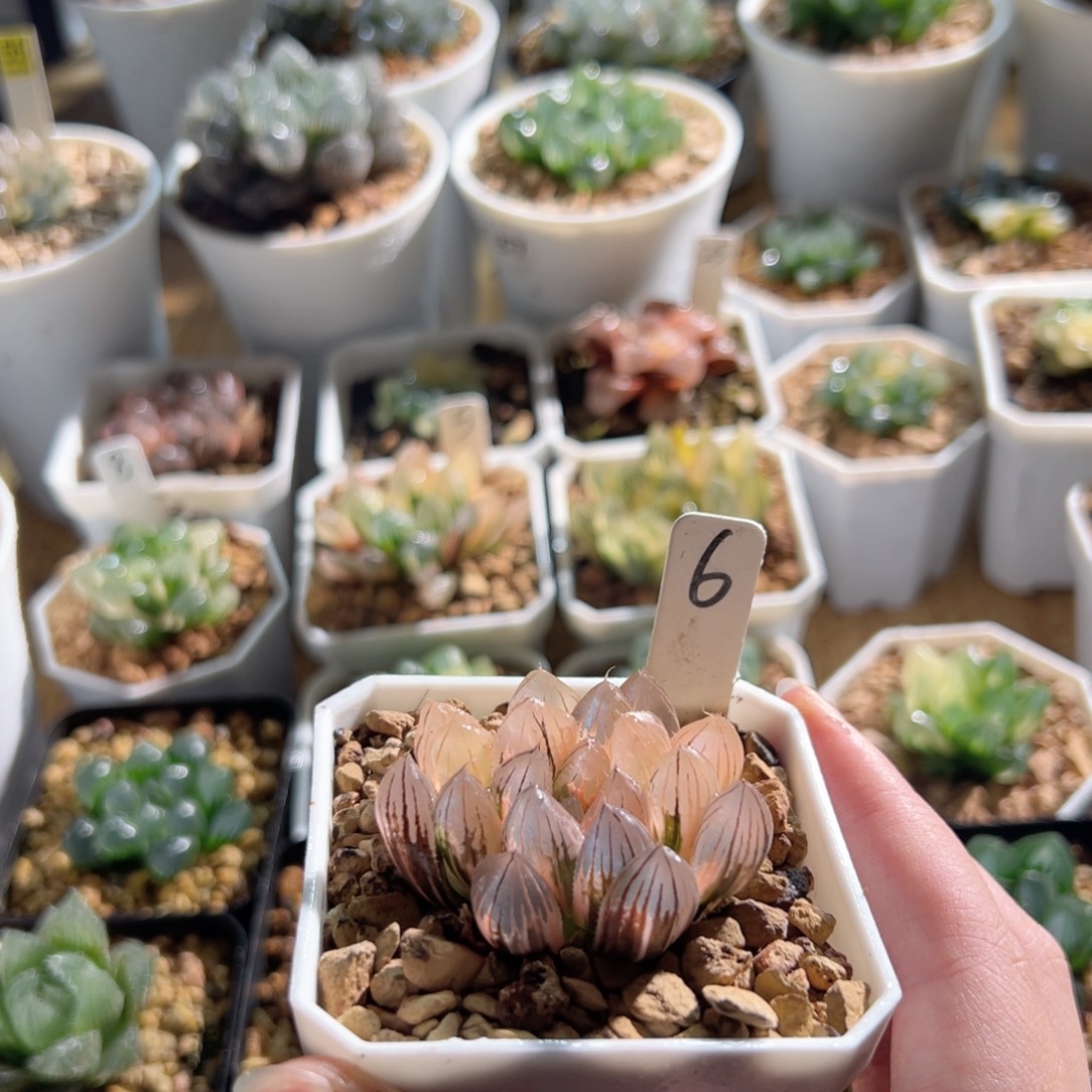 霓虹灯锦多肉植物一颗