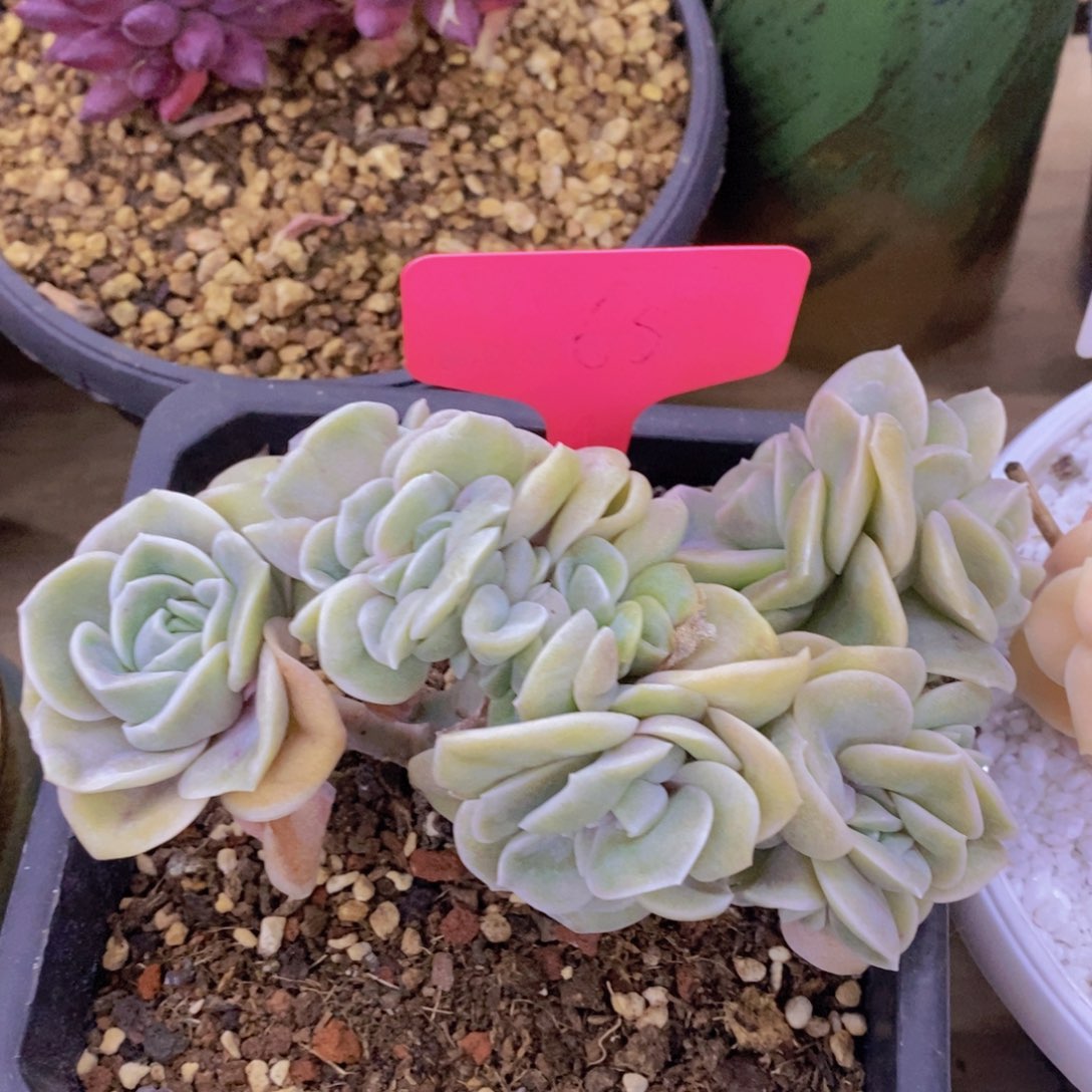 多肉植物，一物一拍，专场5