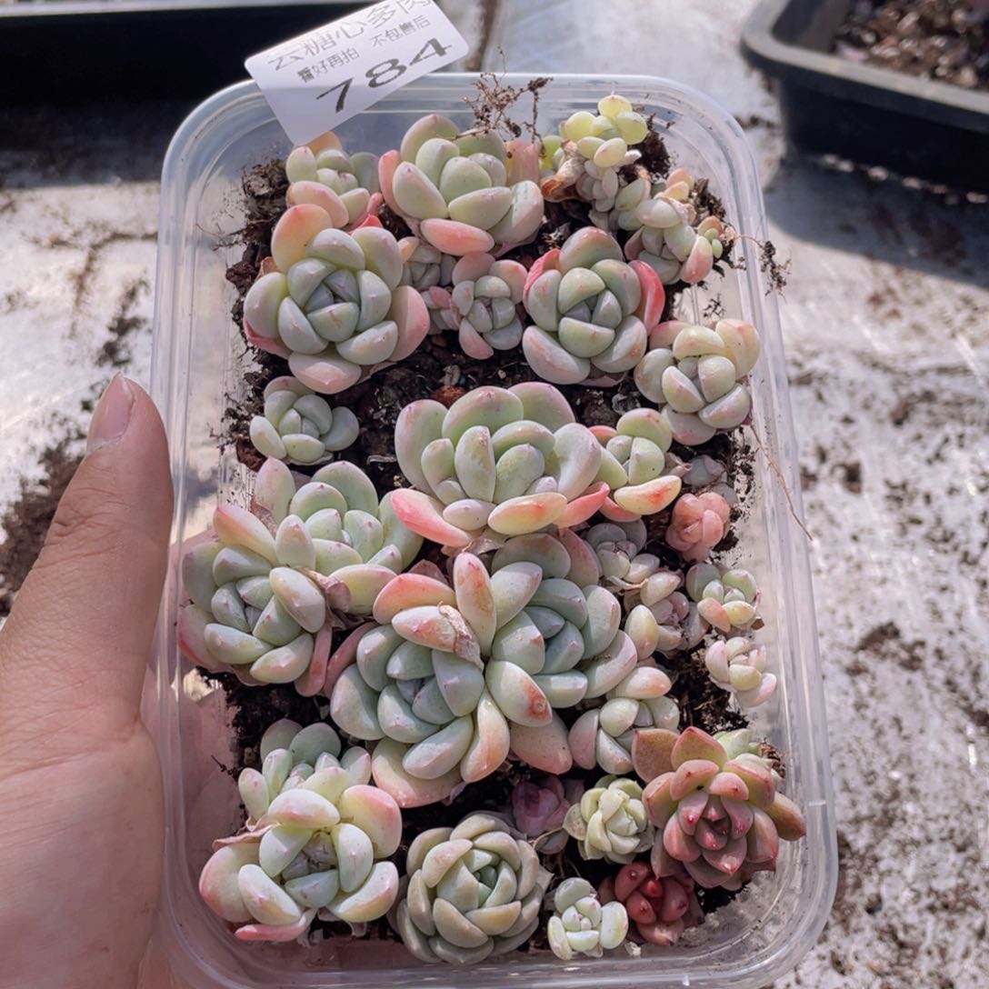 云糖心多肉植物784