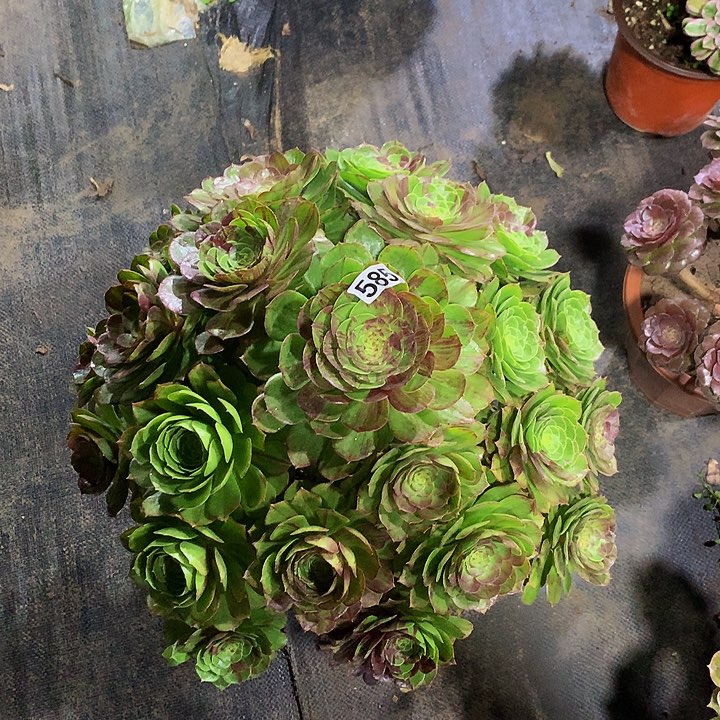 简*菊多肉花月夜585000