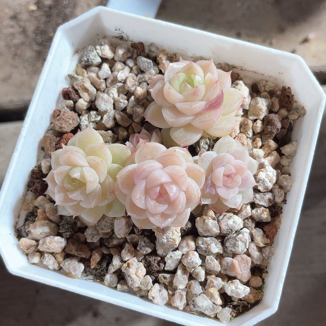 星****.优选麦秆福利916