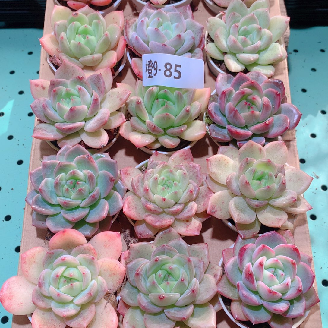 9-85一物一拍多肉带盆18颗
