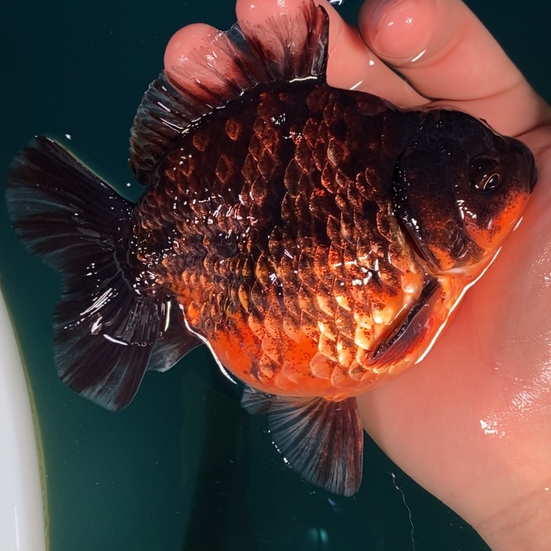 海水鱼1111111111111