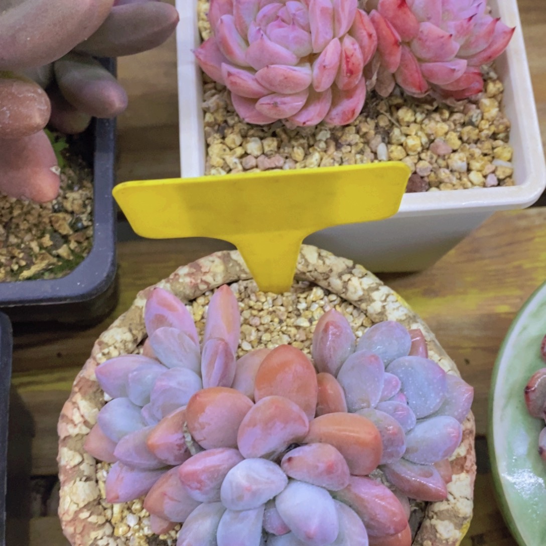 开心多肉，积木gay不做对比