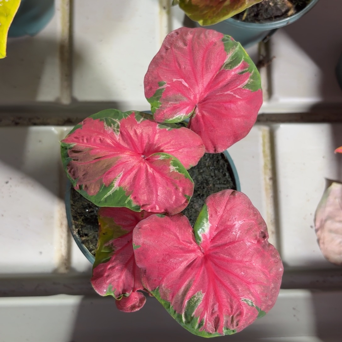 月亮人泰国彩叶芋32-1218