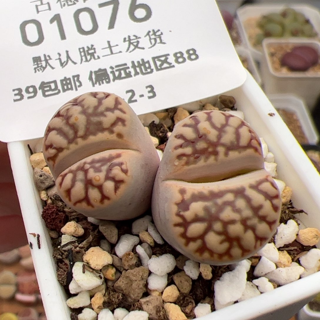 01076号雀卵多肉植物