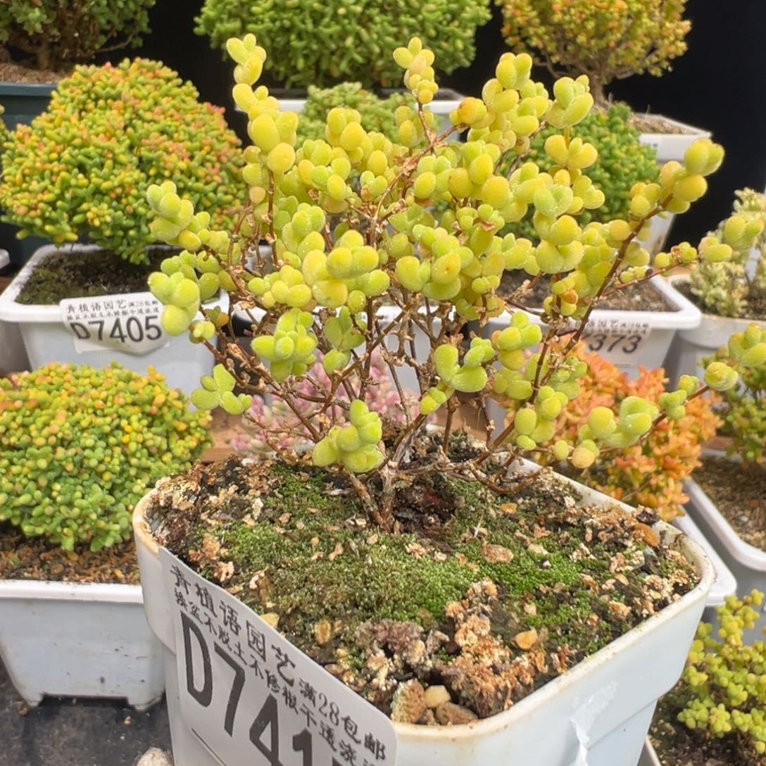 D7417黄金莱斯枝干