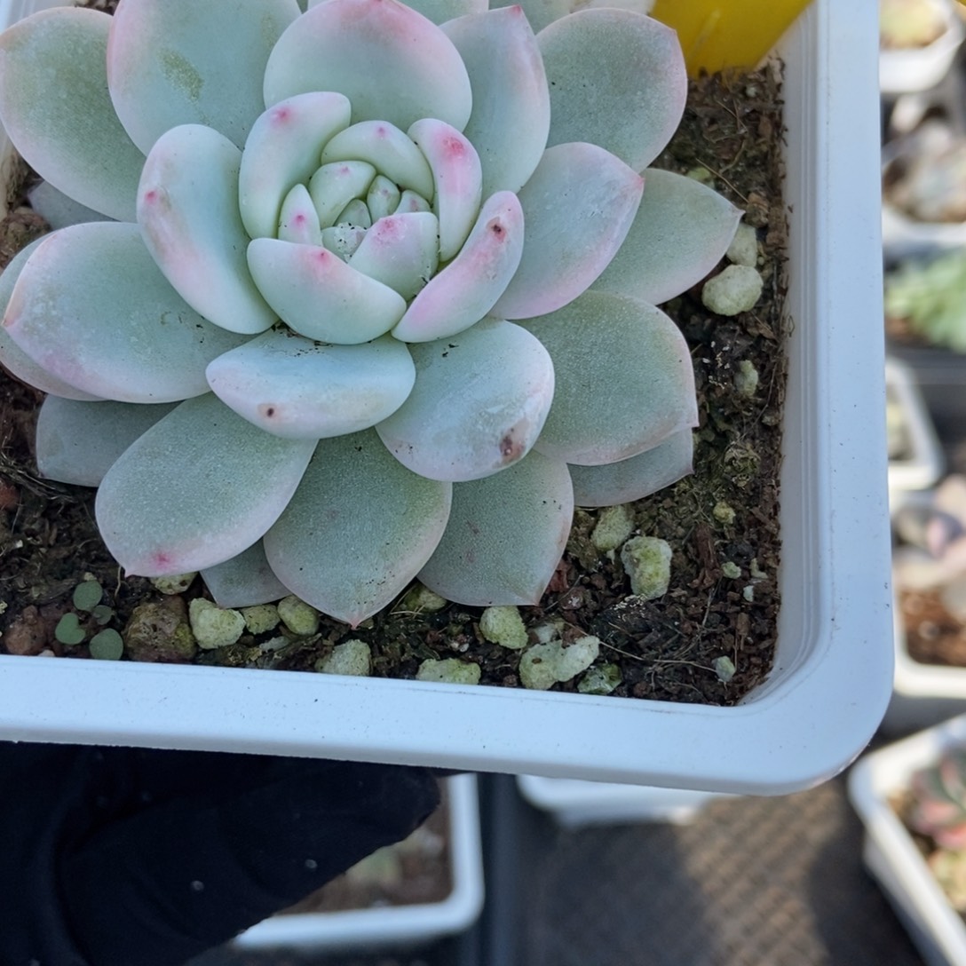 910梦露锦多肉植物