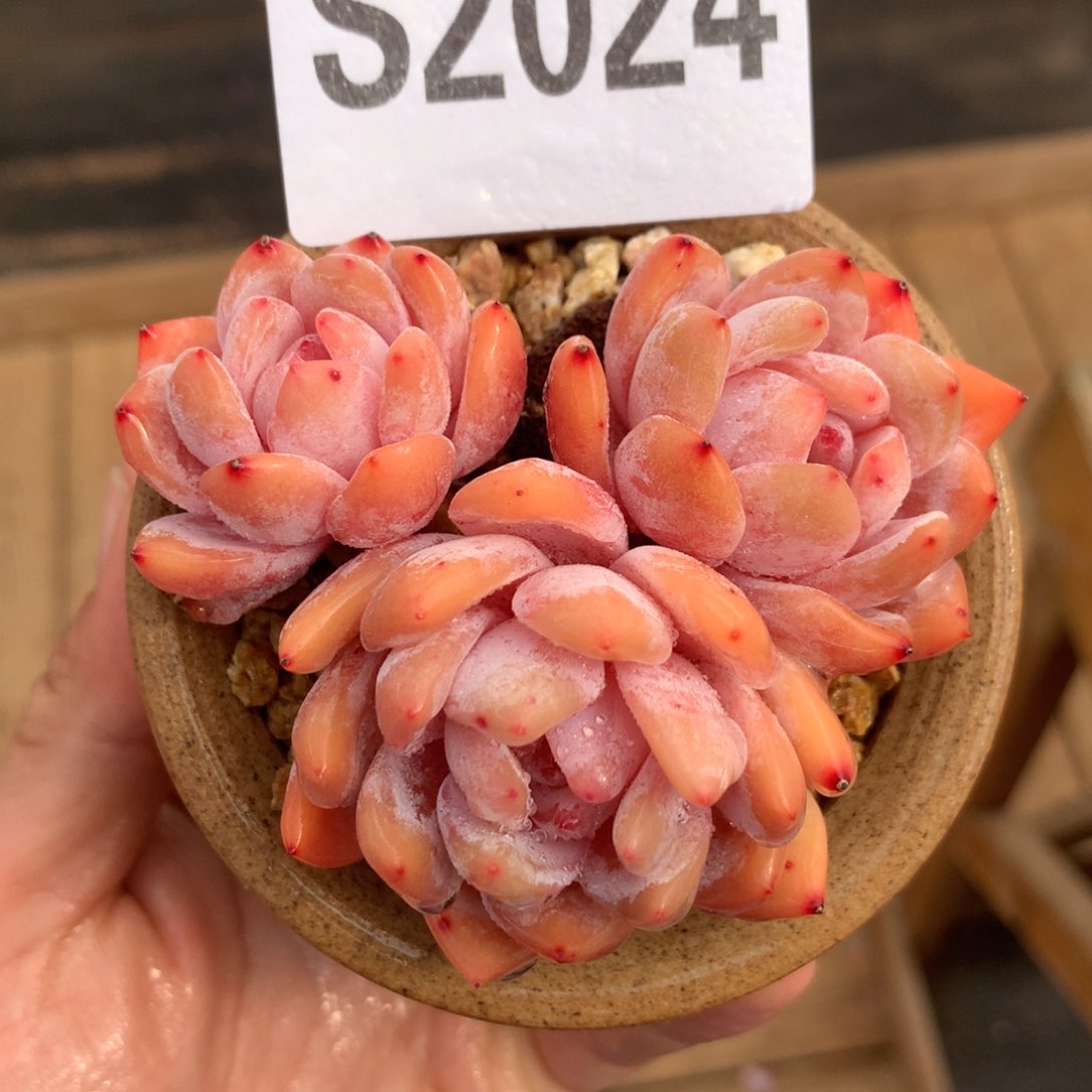 S2024 雪天使自然群（7.5cm）十九号多肉铺