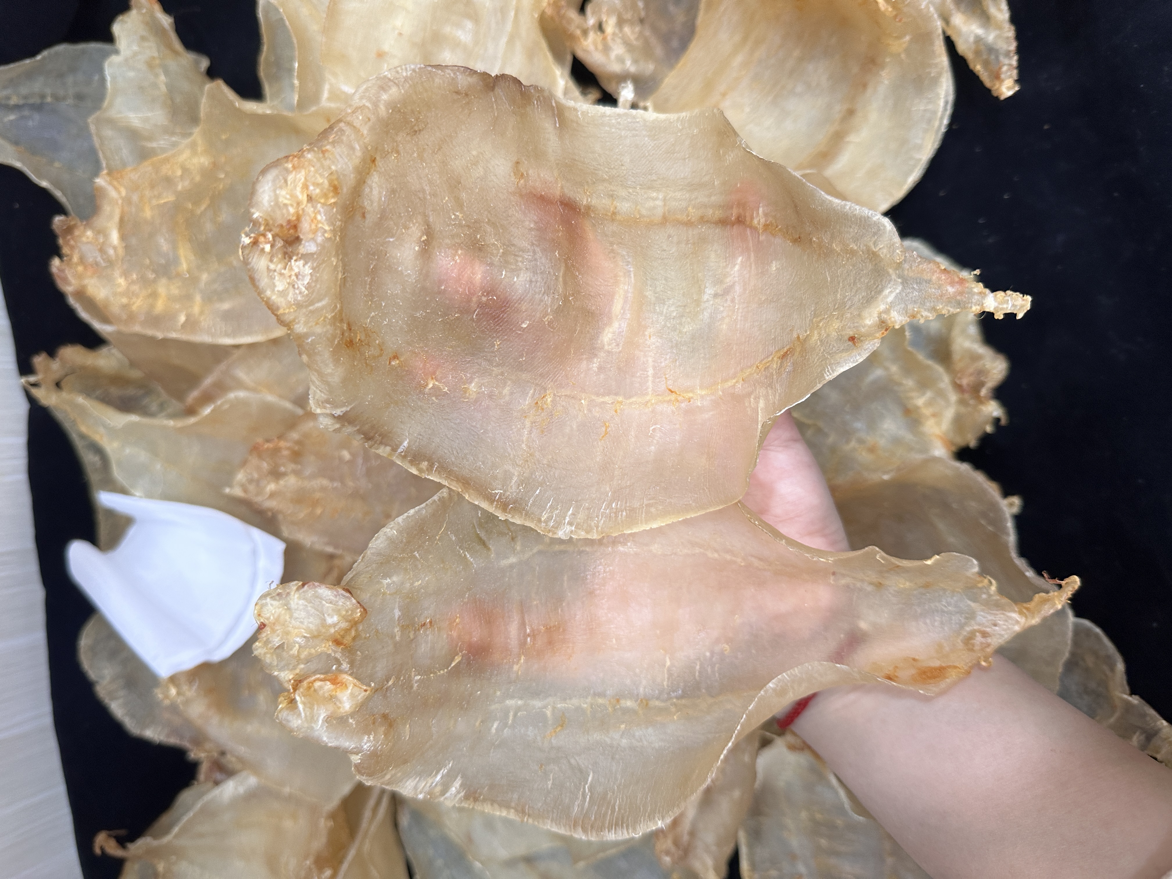 正宗正三门土鳘母胶 10头左右厚肉 适合月子煲汤滋补养生