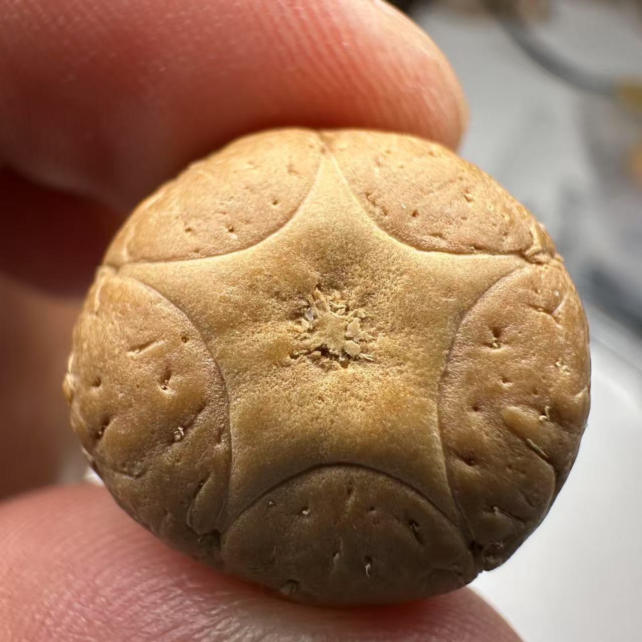尼泊尔五星菩提，尺寸19，sss系列，货号69